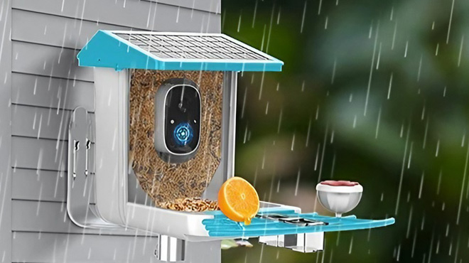 Bird Feeder with Camera while Raining