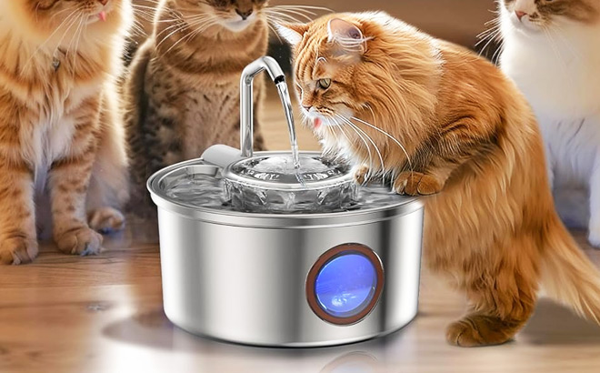 Cat Water Fountain