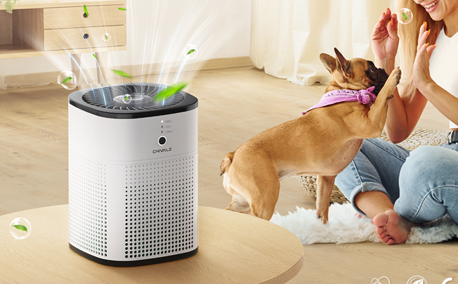 Chivalz Air Purifier in a Room with a Person Playing with a Dog