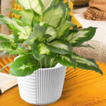 Costa Farms Dieffenbachia House Plant in 6 Inch Pot on a Table