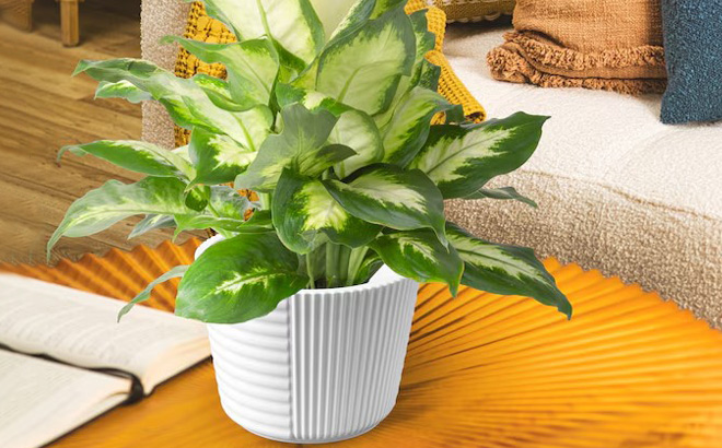 Costa Farms Dieffenbachia House Plant in 6 Inch Pot on a Table