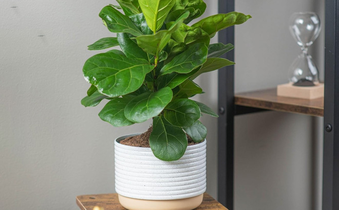 Costa Farms Little Fiddle Leaf Fig