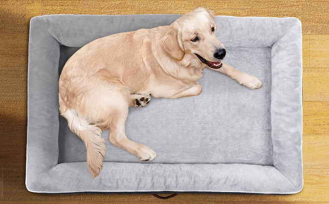 Large Orthopedic Dog Bed