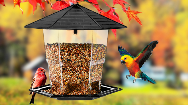 Two birds having a meal using a Rellasy Smart Bird Feeder with Camera