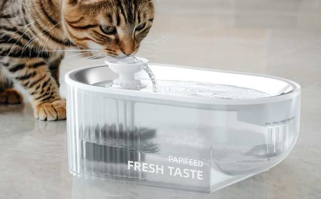 A Cat Drinking from an Automatic Water Fountain