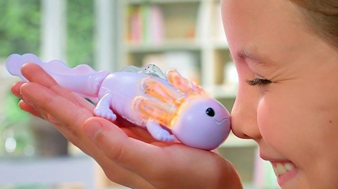 A Child Playing with Fingerlings Baby Axolotl Auggie