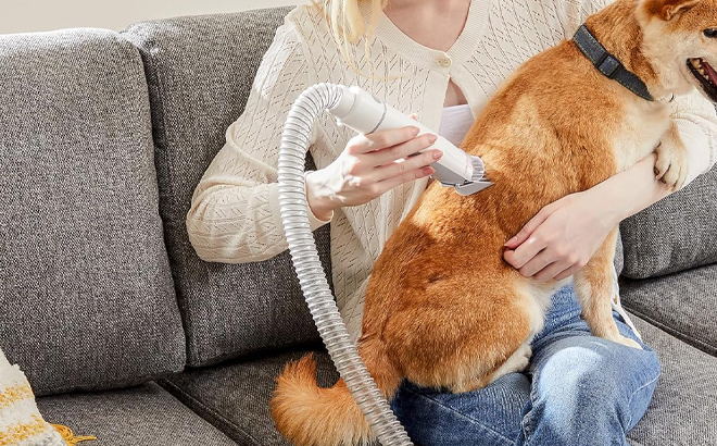 A Person Using the Sweetcrispy Professional Pet Grooming Vacuum Kit