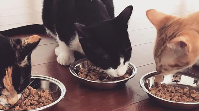 Cats eating from a feeding can filled with Wellness Complete Health Wet Cat Food