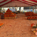 Mr. Jack O' Lanterns Pumpkin Patch