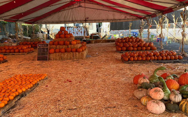 Mr. Jack O' Lanterns Pumpkin Patch