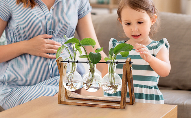 Plant Terrarium with Wooden Stand