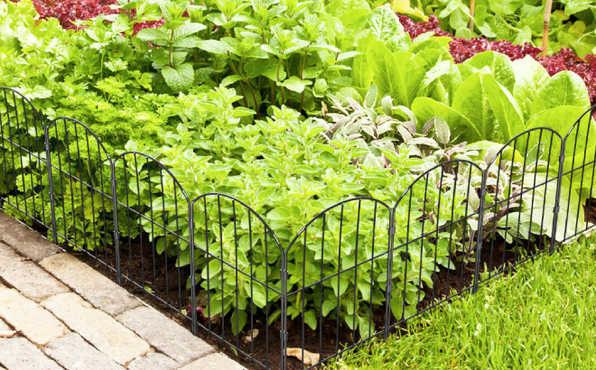 Plants with Garden Fence