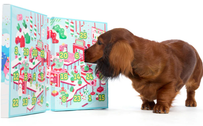 A Dog Looking for Treats in BarkBox Advent Calendar