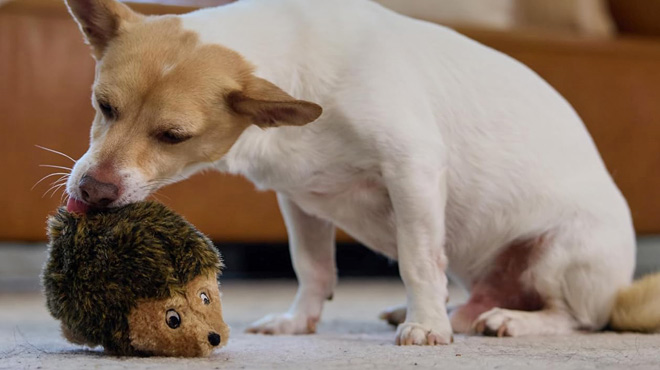 A Dog Palying with an Outward Hound Hedgehogz Plush Dog Toy