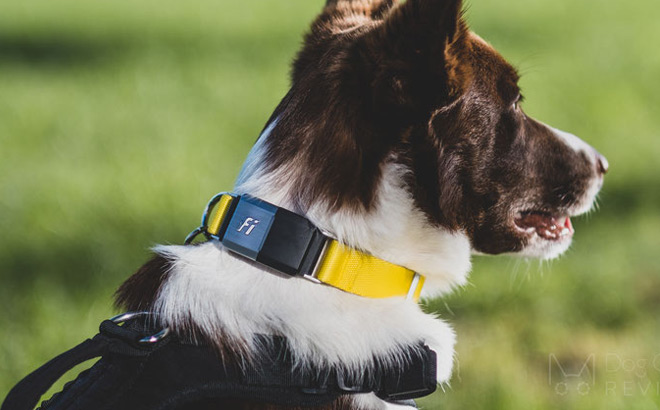 A Dog Wearing a Fi Collar