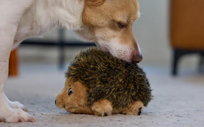 Outward Hound Hedgehogz Plush Dog Toy