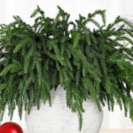 12 Piece Christmas Pine Branches