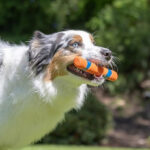 A Dog carrying Chuckit Ultra Fetch Dog Stick in its Mouth