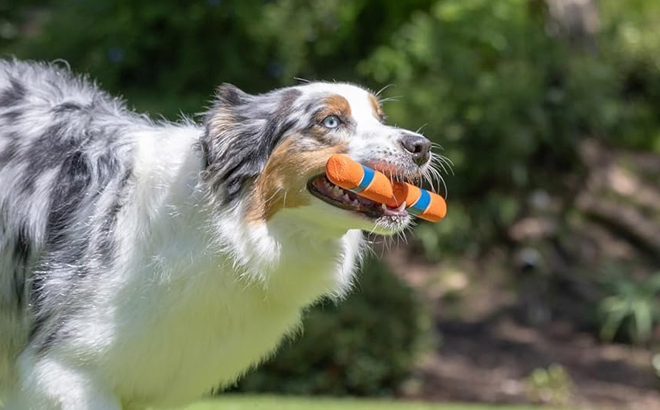 A Dog carrying Chuckit Ultra Fetch Dog Stick in its Mouth