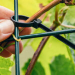 A Person Securing a Plant with a Zip Tie