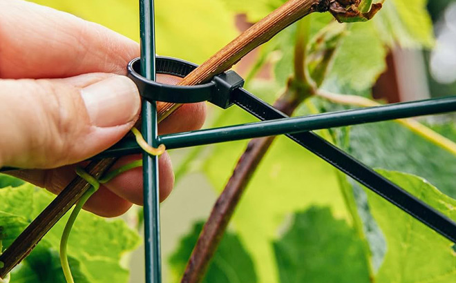 A Person Securing a Plant with a Zip Tie