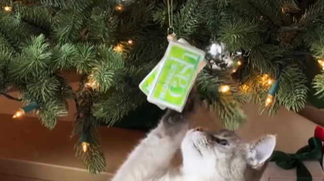 A cat playing with a Kohls Cash Ornament from a Christmas Tree