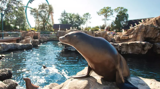 Sea World Sea Lions