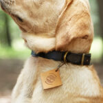 Timberland Small Leather Dog Collar