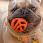 A Dog Holding a Chuckit Air Fetch Ball Dog Toy