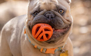 A Dog Holding a Chuckit Air Fetch Ball Dog Toy