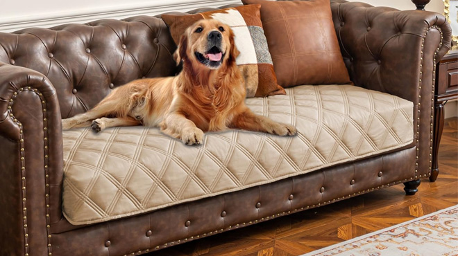 A Dog Laying on the Ameritex Reversible Waterproof Pet Bed Cover in Beige