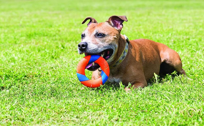 Chuckit UltraRing Fetch and Chase Outdoor Dog Toy