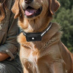 Dog Training Collar with Remote