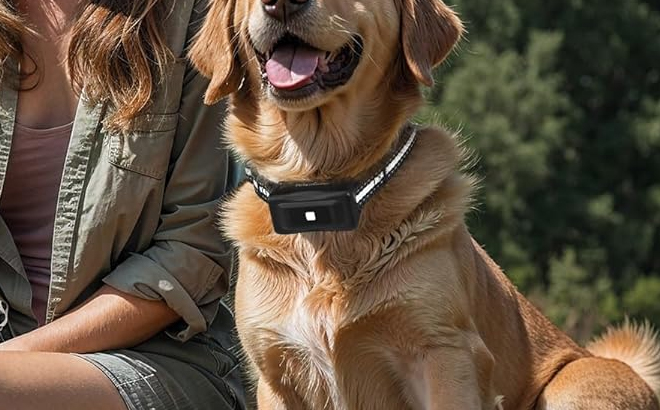 Dog Training Collar with Remote