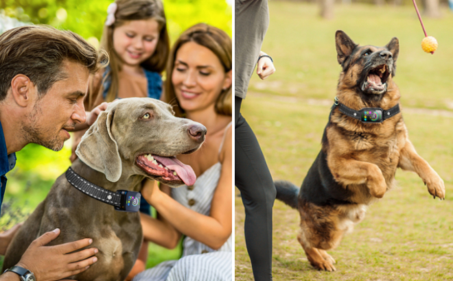 Dogs Wearing Bark Collars