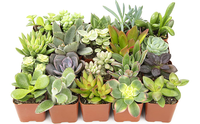 Twenty Live Succulents